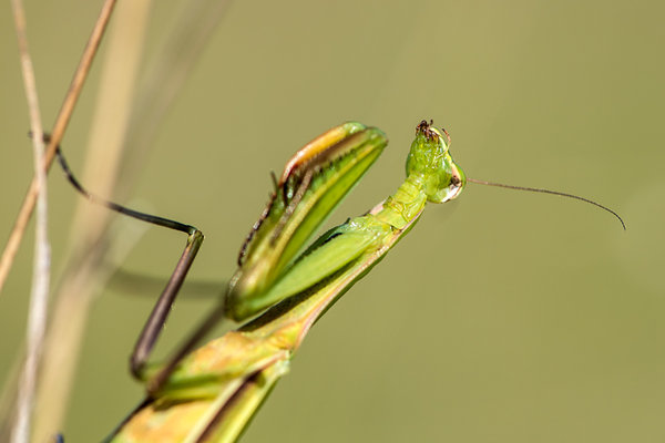 Mantodea-(Fangschrecken)---Mantis-religiosa---Europäische-Gottesanbeterin_DSC_1123.jpg