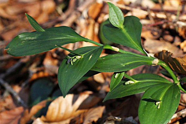 Ruscaceae---Ruscus-hypoglossum---Zungen-Mäusedorn,-Hadernblatt_01.jpg