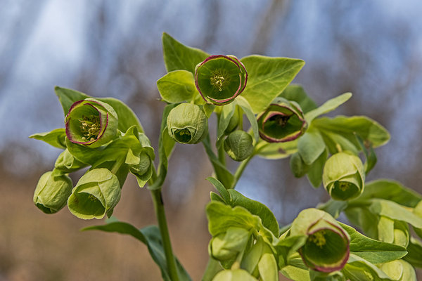 Ranunculaceae---Helleborus-foetidus---Stink-Nieswurz,-Bärenfuß_8HT2047.jpg