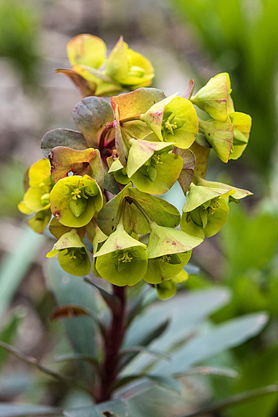 Euphorbiaceae---Euphorbia-amygdaloides---Mandel-Wolfsmilch_8HT3451.jpg