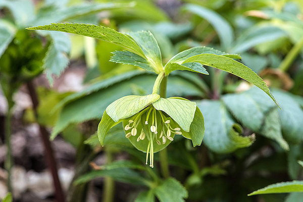 Ranunculaceae---Helleborus-viridis---Grün-Nieswurz_8HT3398.jpg