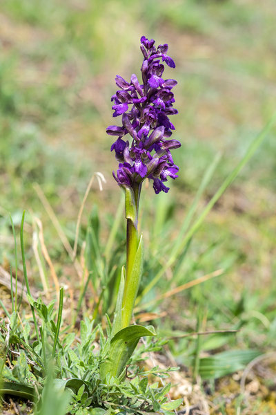 Orchidaceae---Anacamptis-morio---Klein-Hundswurz,-Kleines-Knabenkraut,-Frühes-Knabenkraut_8HT4063.jpg
