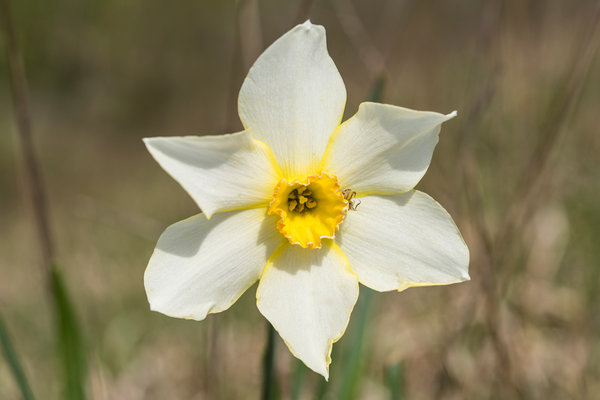 Amaryllidaceae---Narcissus-poeticus---Dichter-Narzisse_8HT4037.jpg
