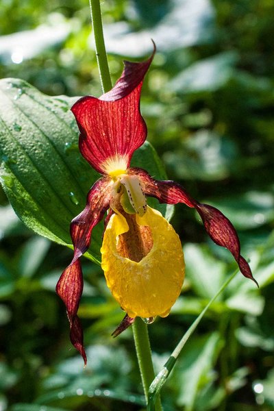 Orchidaceae---Cypripedium-calceolus---Frauenschuh_3HT2658.jpg