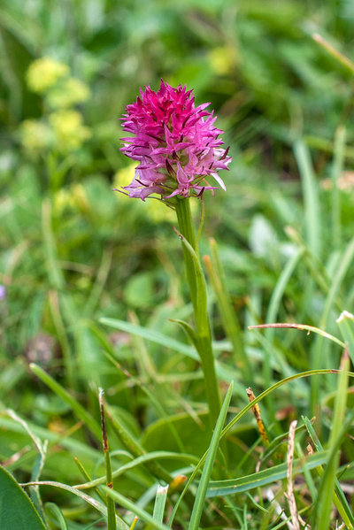 Orchidaceae---Nigritella-minor---Zwerg-Kohlröschen_3HT3974.jpg