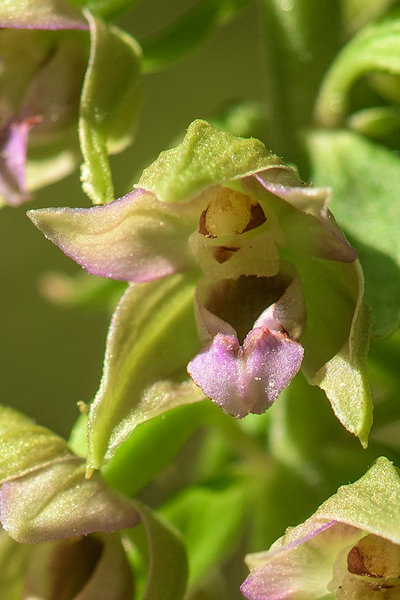 Orchidaceae---Epipactis-helleborine---Grün-Ständelwurz_8HT8277.jpg