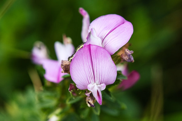 Fabaceae---Ononis-spinosa---Dorn-Hauhechel_8HT8841.jpg