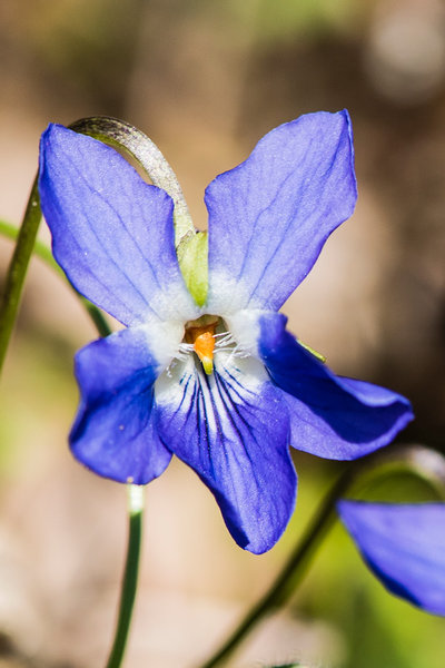 Violaceae---Viola-odorata---Wohlriechendes-Veilchen.-März-V.jpg