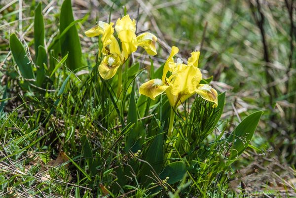 Iridaceae---Iris-pumila---Zwerg-Schwertlilie_8HT1618.jpg