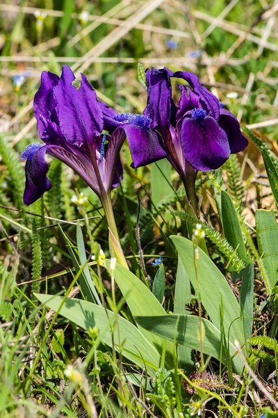 Iridaceae---Iris-pumila---Zwerg-Schwertlilie_8HT1644.jpg