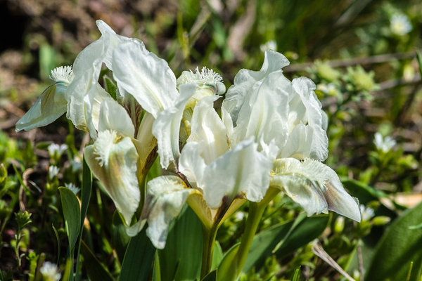 Iridaceae---Iris-pumila---Zwerg-Schwertlilie_8HT1634.jpg