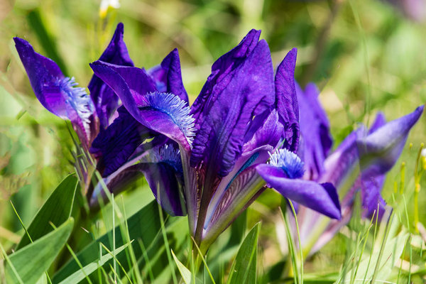 Iridaceae---Iris-pumila---Zwerg-Schwertlilie_8HT1628.jpg