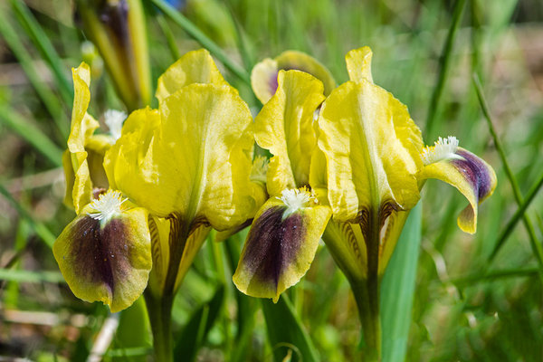 Iridaceae---Iris-pumila---Zwerg-Schwertlilie_8HT1622.jpg