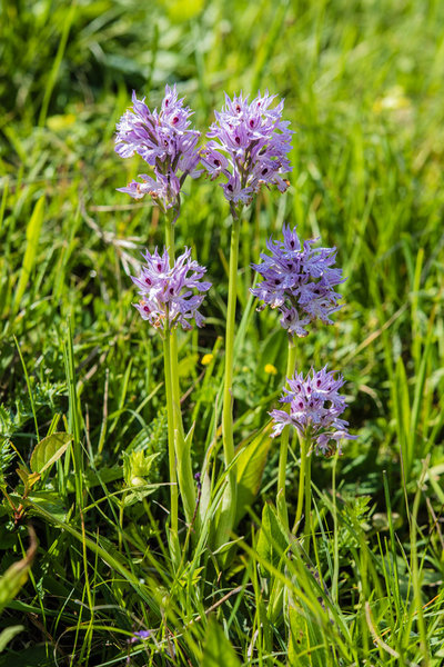 Orchidaceae---Neotinea-tridentata---Dreizahn-Keuschständel,-Dreizähniges-Knabenkraut_8HT2515.jpg