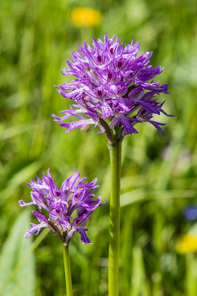 Orchidaceae---Neotinea-tridentata---Dreizahn-Keuschständel,-Dreizähniges-Knabenkraut_8HT2491.jpg