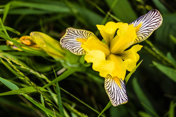 Iridaceae---Iris-variegata---Bunt-Schwertlilie_8HT2758.jpg