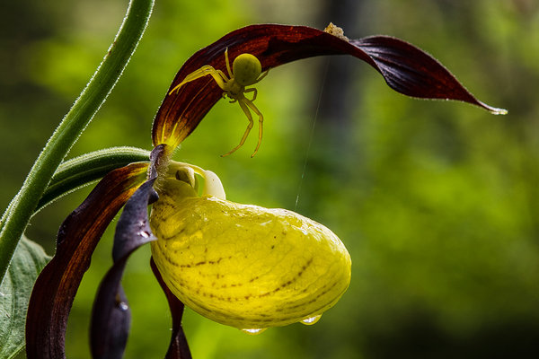 Orchidaceae---Cypripedium-calceolus---Frauenschuh_8HT3399.jpg