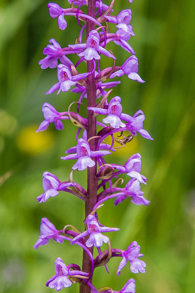 Orchidaceae---Gymnadenia-conopsea---Mücken-Händelwurz_8HT3774.jpg