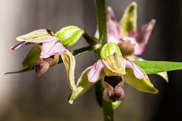 Orchidaceae---Epipactis-helleborine---Breitblatt-(Grün-)Ständelwurz_8HT3963a.jpg