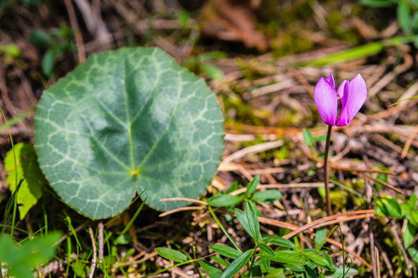 Primulaceae---Cyclamen-purpurascens---Alpen-Zyklame-(Alpenveilchen)_8HT4252.jpg