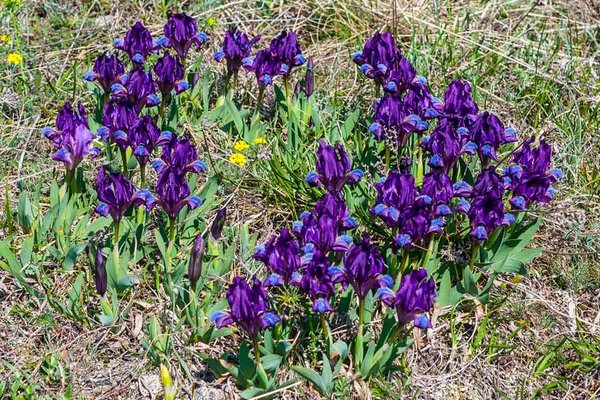 Iridaceae---Iris-pumila---Zwerg-Schwertlilie_3HT4827.jpg