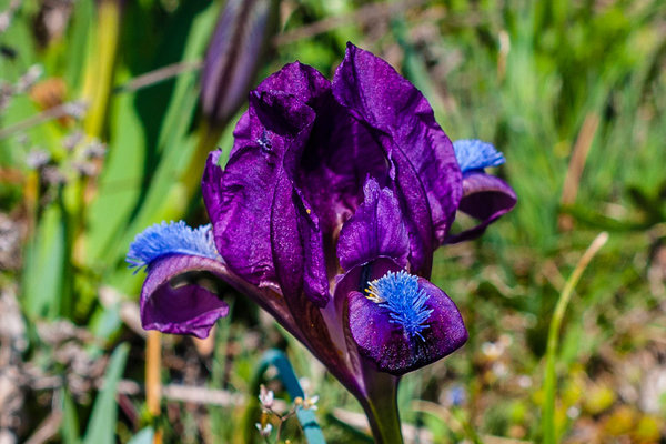 Iridaceae---Iris-pumila---Zwerg-Schwertlilie_3HT4835.jpg