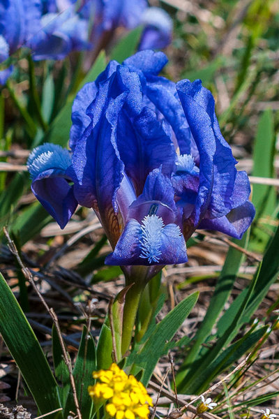 Iridaceae---Iris-pumila---Zwerg-Schwertlilie_3HT4839.jpg