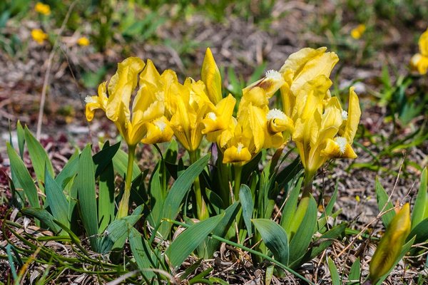 Iridaceae---Iris-pumila---Zwerg-Schwertlilie_3HT4850.jpg