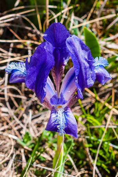 Iridaceae---Iris-pumila---Zwerg-Schwertlilie_3HT4892.jpg