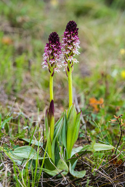 Orchidaceae---Neotinea-ustulata---Brand-Keuschständel_8HT6523.jpg
