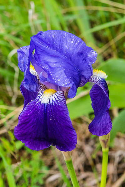Iridaceae---Iris-germanica---Deutsche-Schwertlilie_8HT6686.jpg