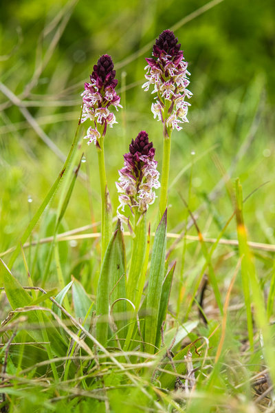 Orchidaceae---Neotinea-ustulata---Brand-Keuschständel_8HT6809.jpg