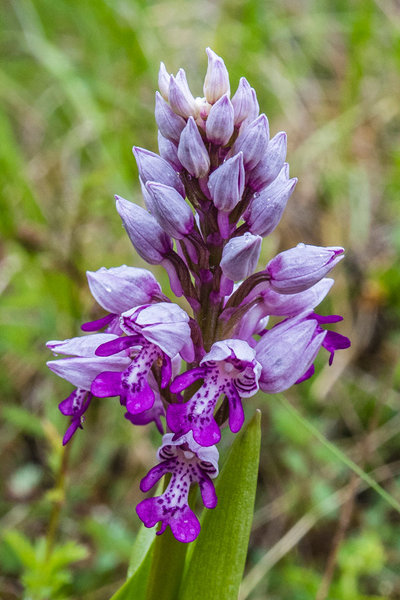 Orchidaceae---Orchis-militaris---Helm-Knabenkraut_8HT6674.jpg