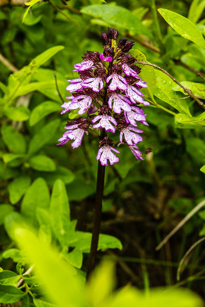 Orchidaceae---Orchis-purpurea---Purpur-Knabenkraut_8HT6711.jpg