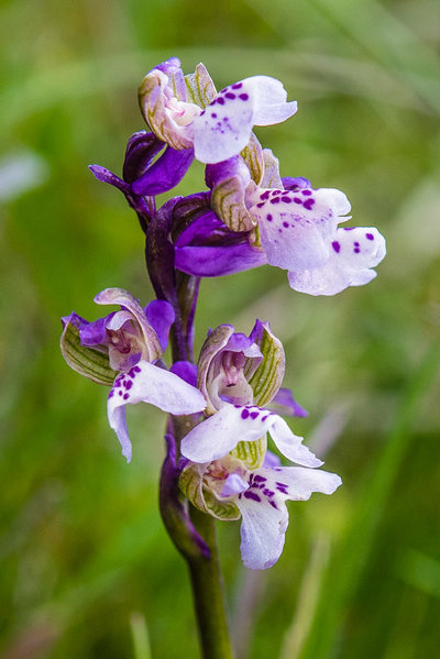 Orchidaceae---Anacamptis-morio---Klein-Hundswurz,-Kleines-Knabenkraut,-Frühes-Knabenkraut_8HT6832.jpg
