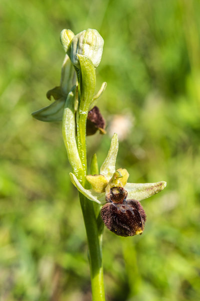 Orchidaceae---Ophrys-sphegodes---Spinnen-Ragwurz_8HT7080.jpg