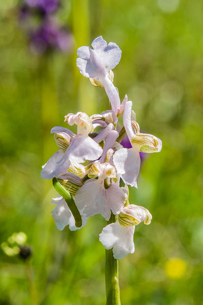 Orchidaceae---Anacamptis-morio---Klein-Hundswurz,-Kleines-Knabenkraut,-Frühes-Knabenkraut_8HT7136.jpg