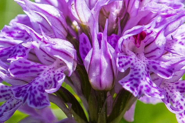 Orchidaceae---Neotinea-tridentata---Dreizahn-Keuschständel,-Dreizähniges-Knabenkraut_8HT7190.jpg