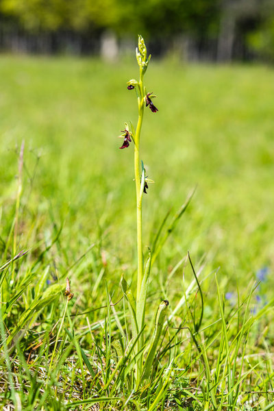 Orchidaceae---Ophrys-insectifera---Fliegen-Ragwurz,-'Fliege'_8HT7509.jpg