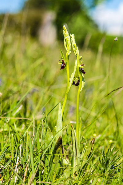 Orchidaceae---Ophrys-insectifera---Fliegen-Ragwurz,-'Fliege'_8HT7536.jpg