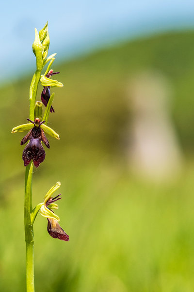 Orchidaceae---Ophrys-insectifera---Fliegen-Ragwurz,-'Fliege'_8HT7568.jpg