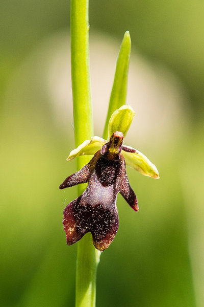 Orchidaceae---Ophrys-insectifera---Fliegen-Ragwurz,-'Fliege'_8HT7582.jpg
