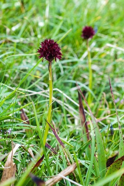 Orchidaceae---Nigritella-austriaca---Österreich-Kohlröschen_3HT5372.jpg