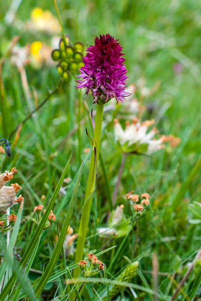 Orchidaceae---Nigritella-bicolor---Zweifarben-Kohlröschen_3HT5347.jpg