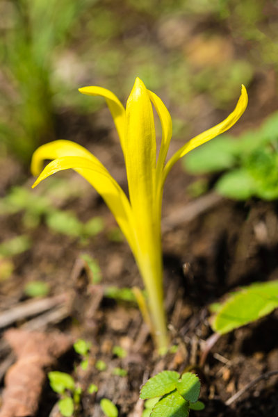 Amaryllidaceae---Sternbergia-colchicifolia---Sterbergie-(Goldkrokus,-Herbstkrokus)_8HT0621.jpg