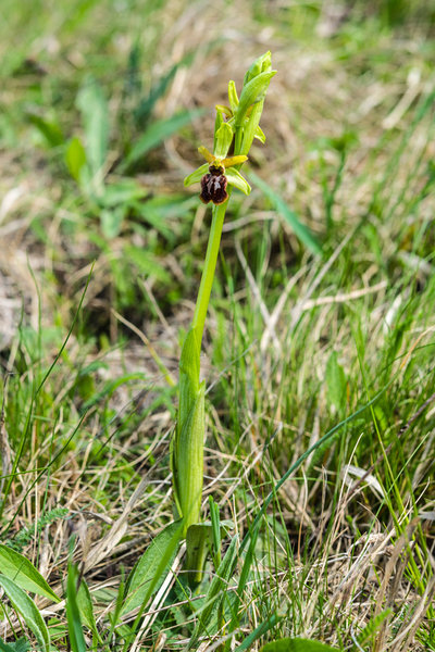 Orchidaceae---Ophrys-sphegodes---Spinnen-Ragwurz_8HT1941.jpg