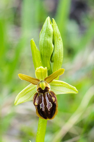 Orchidaceae---Ophrys-sphegodes---Spinnen-Ragwurz_8HT1970.jpg