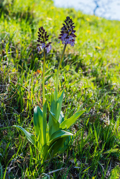 Orchidaceae---Orchis-purpurea---Purpur-Knabenkraut_8HT2095.jpg
