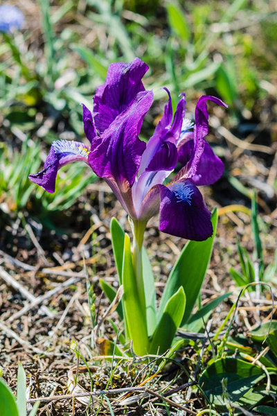 Iridaceae---Iris-pumila---Zwerg-Schwertlilie_8HT2132.jpg