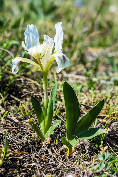 Iridaceae---Iris-pumila---Zwerg-Schwertlilie_8HT2137.jpg